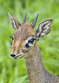 Dik-dik