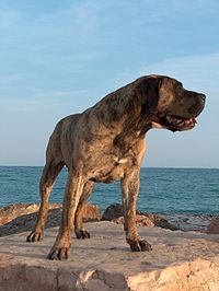 Esempio del cane