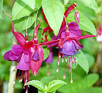 Flor de la planta Fuchsia