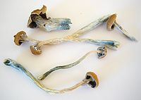 Ciuperci psilocybe uscate. (Observați că tulpinile sunt albastre la capete)