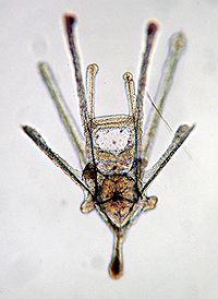 Larva precoce do Pluteus Echinocardium cordatum