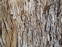 Ο παχύς, προστατευτικός φλοιός του Eucalyptus quadrangulata