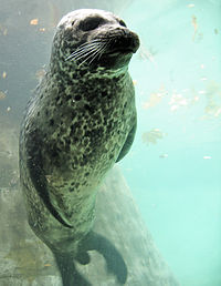 Harilik hüljes (Phoca vitulina)