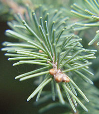 Beyaz Ladin'in (Picea glauca) yaprakları iğne şeklindedir ve dizilişleri spiraldir
