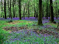 Forêt des Andaines (Pădurea Andaines)  