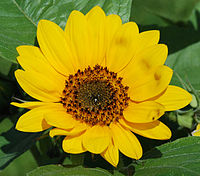 Słonecznik (Helianthus annuus) pseudanthium