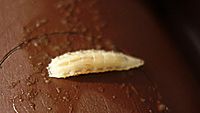 Larva