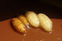 Pupe (gli esemplari marroni sono più vecchi di quelli bianchi)