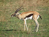 Thomson-gazelle
