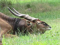 Eland er de største antiloper.