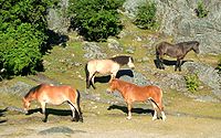 Un groupe de chevaux