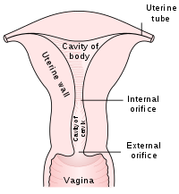 Sezione trasversale di utero umano.