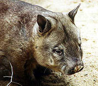 En sydlig hårnæse-wombat (Lasiorhinus latifrons).
