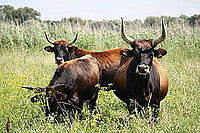 Heck Cattle