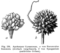 Gynoecium