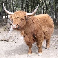 Krowa rasy Highland, bardzo stara rasa długoroga pochodząca ze Szkocji.