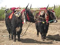 I Tibet behandles yakdyrene med ære af deres ejere.