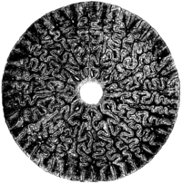 Průřez zubem labyrintodonta