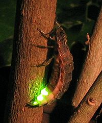 Honan av Lampyris noctiluca, den vanliga glödmasken.