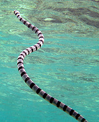 Kollahuuleline merikraat, Laticauda colubrina