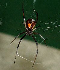 Latrodectus mactans , musta leskihämähäkki.  