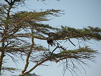 Luipaard met Thomson's Gazelle