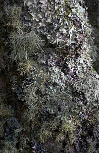 Strom pokrytý lišejníkem, Isles of Scilly, Velká Británie. Šedý, listnatý lišejník v horní polovině kmene; žlutozelený lišejník uprostřed, v dolní polovině a na pravé krajní straně; a keřovitý lišejník.  
