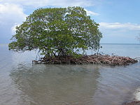 Copacii de mangrove pot contribui la crearea de insule.