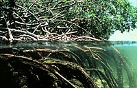 Sistemul radicular al mangrovei
