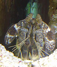 Lysiosquilla maculata, krevetka kudlanka nábožná