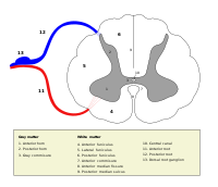 Sección transversal de la médula espinal cervical.  
