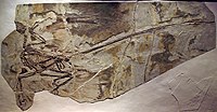 Microraptor , mikroraptoriin.