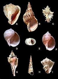 Gastropode A. Cassis madagascarensis (Cassididae), B. Charonia variegata (Cymatiidae), C. Chicoreus brevifrons (Muricidae) D. Tonna galea (Tonnidae), E. Nerita pelotonta (Neritidae), F. Tonna maculosa (Tonnidae), G. Turbinella angulata (Turbinellidae), H. Turritella variegata (Turritellidae), I. Vasun muricatum (Turbinellidae).