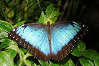 Un morfo azul, Morpho peleides