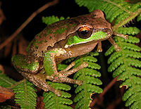 Naujosios Anglijos medinė varlė (Litoria subglandulosa). Jos rudos ir žalios spalvos slepia ją vidutinio klimato miškų