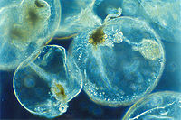 Noctiluca scintillans е динофлагелат, който се храни с друг дребен планктон.