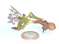 Orchidej (Orchis lactea) se dvěma podzemními hlízami. Ve starém Římě se věřilo, že tyto zvláštní kořeny vypadají jako varlata. Mince 1 € vpředu ukazuje, že tato rostlina je poměrně malá.