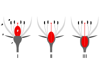 Position of the ovary. I superior II intermediate III inferior. a androeceum g gynoeceum p corolla petals s sepals r flower axis