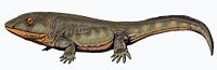 Pederpes finneyae