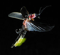 Flygande och glödande Photinus pyralis, en eldfluga.