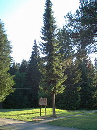 Serbian spruce, Tara National Park