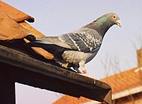 Mājas baloži