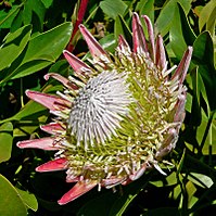 Protea . Proteaceae-heimo on kukkivien kasvien suku, joka rajoittuu kokonaan eteläisiin maanosiin.  
