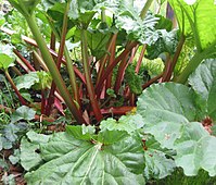 Ravent'in (Rheum rhabarbarum) aşırı büyümüş yaprak sapları yenilebilir.