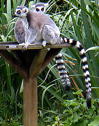 lemur pierścieniowaty, ssak naczelny z rodziny strepsirrhine