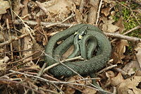 Grass Snake