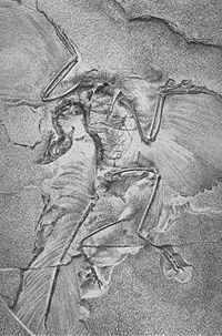 Archéoptéryx présentant des signes évidents de plumes.