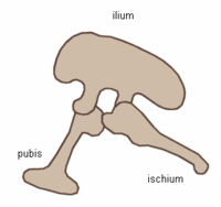 Pelvis saurisca (lado izquierdo)