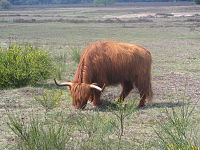 Les bovins Highland sont très adaptés au temps froid.