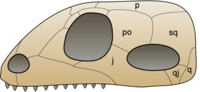 Sq = squamosal  